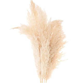 Torkat pampasgräs [ 6 styck ] | Rico Design – natur, 