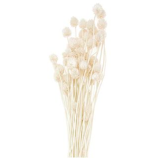 Torkad japansk kardborre [ 50 g ] | Rico Design – natur, 