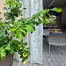 Outdoor Gardintyg Blad 315 cm – silvergrå,  thumbnail number 7