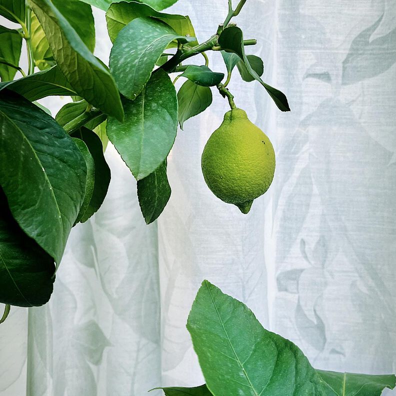Outdoor Gardintyg Blad 315 cm – silvergrå,  image number 8
