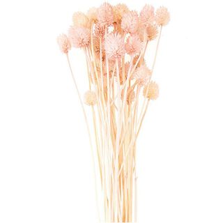 Torkad japansk kardborre [ 50 g ] | Rico Design – pink, 