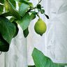 Outdoor Gardintyg Blad 315 cm – natur,  thumbnail number 8
