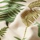 Halvpanama i linneoptik Ormbunkar – natur,  thumbnail number 2